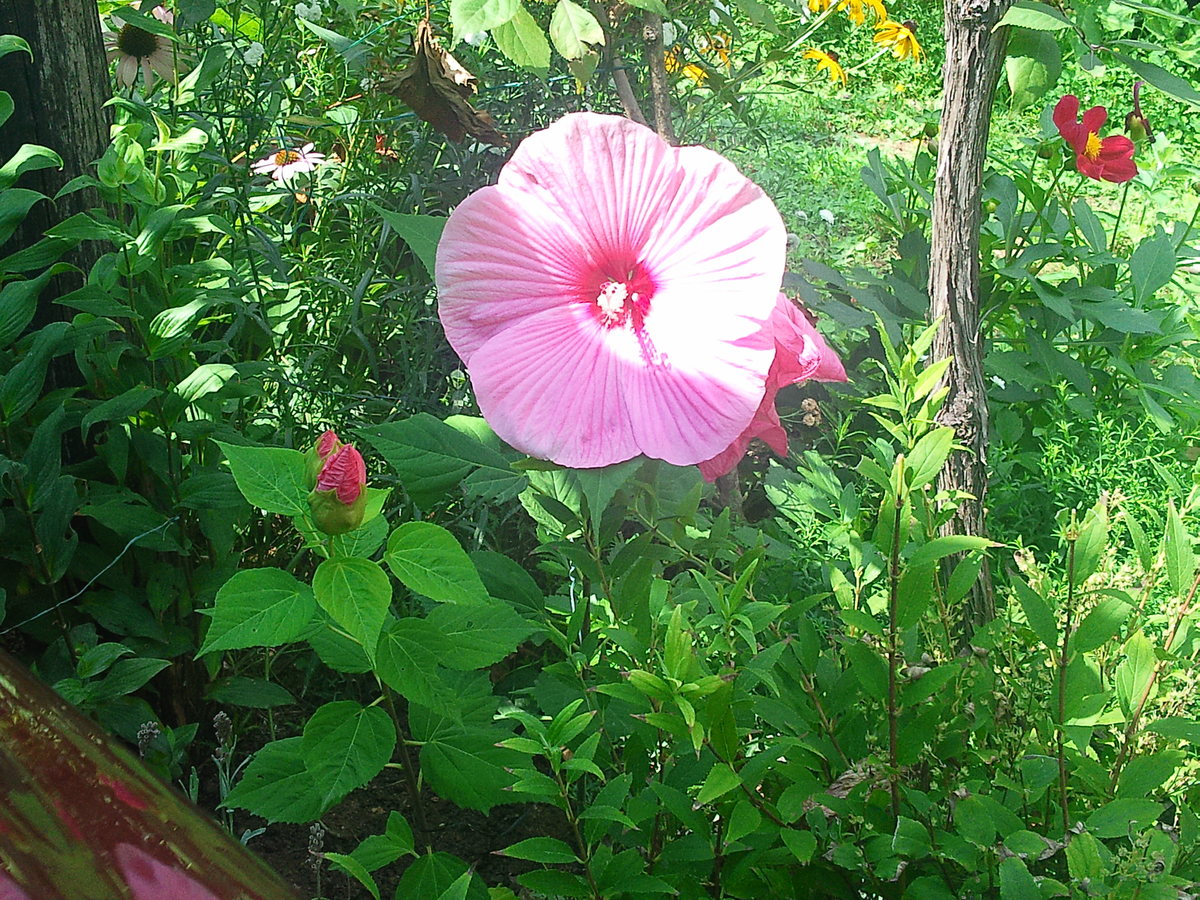 How To Make A Rain Garden At Your Asheville Home Lawnstarter