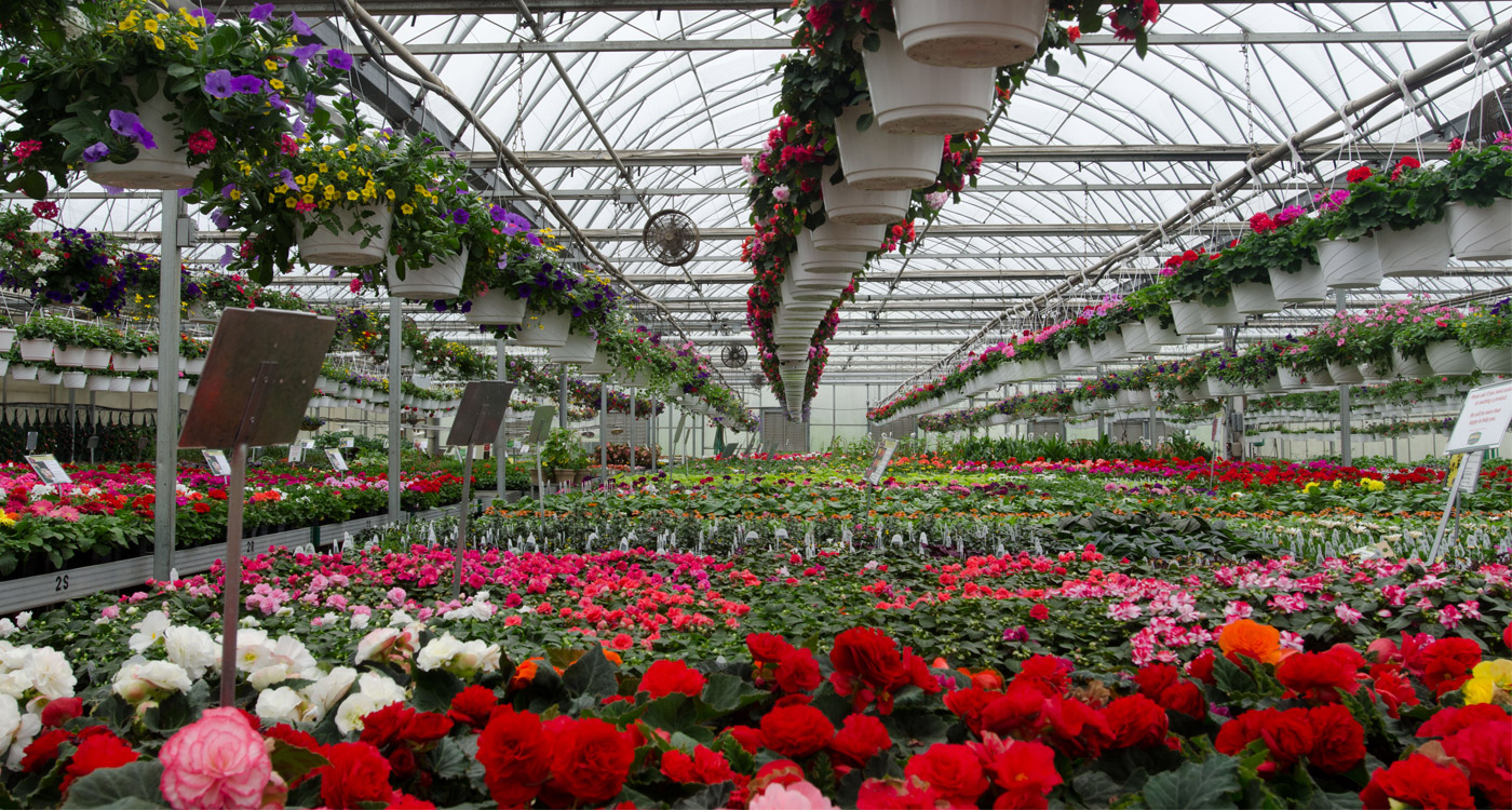 nursery flowers