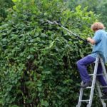 Myrtle Beach Shrub and Bush Pruning 101