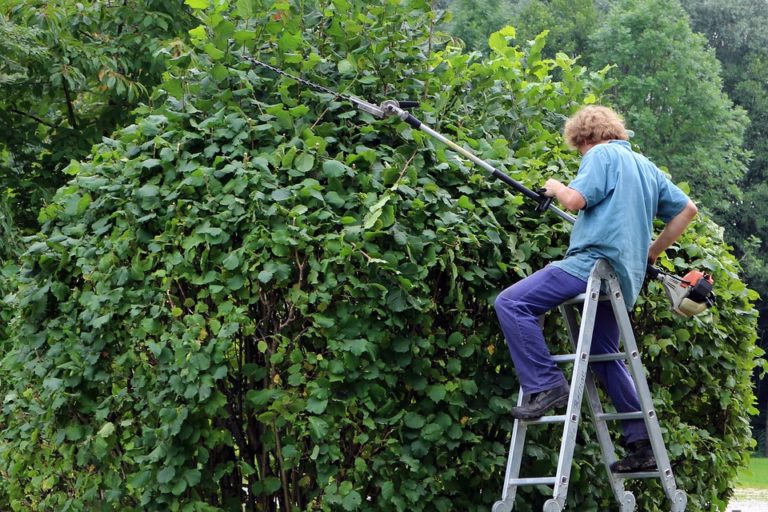 myrtle beach shrub and bush pruning