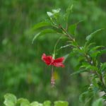 How To Make A Rain Garden at Your Asheville Home