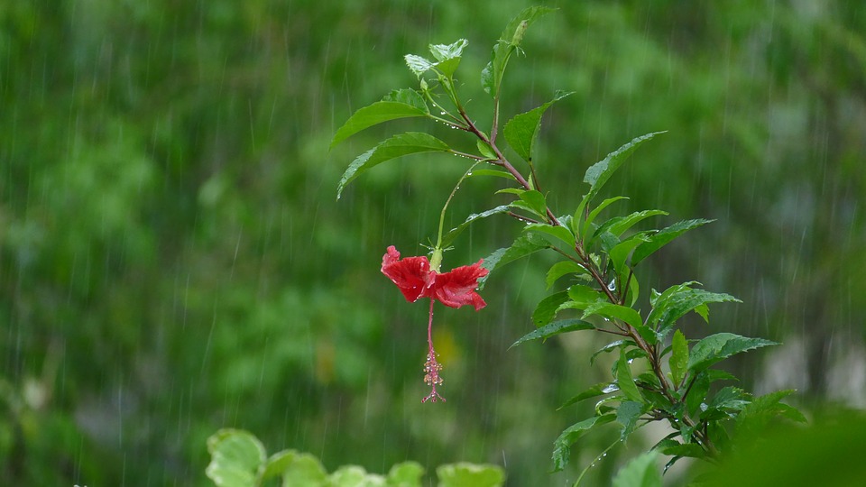 rain garden