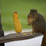 How to Keep Squirrels Out of Your Bird Feeder in Goldsboro
