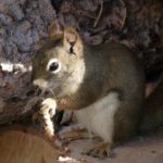 How To Deter Rodents Away From Your Woodpile