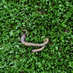 3 Reasons to Use Artificial Turf in Visalia, CA