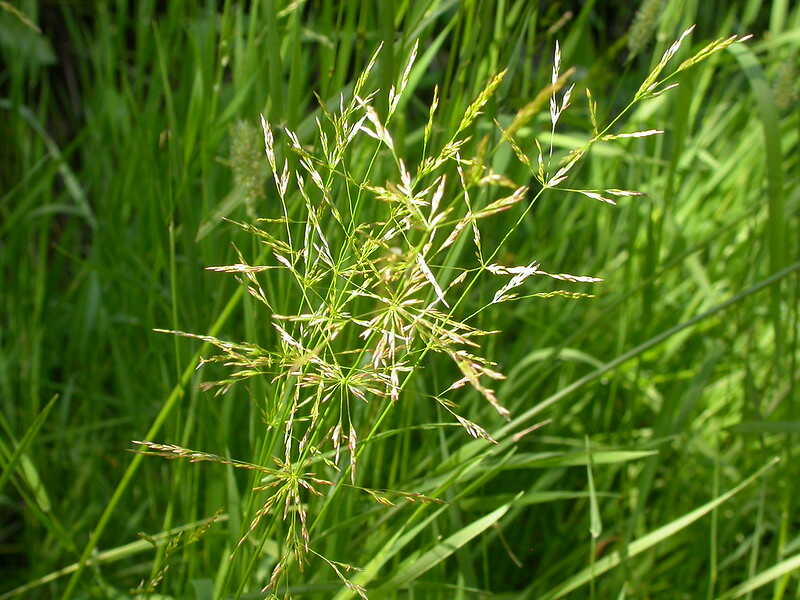 creeping bentgrass