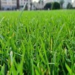 Glossary of Common Lawn and Garden Terms