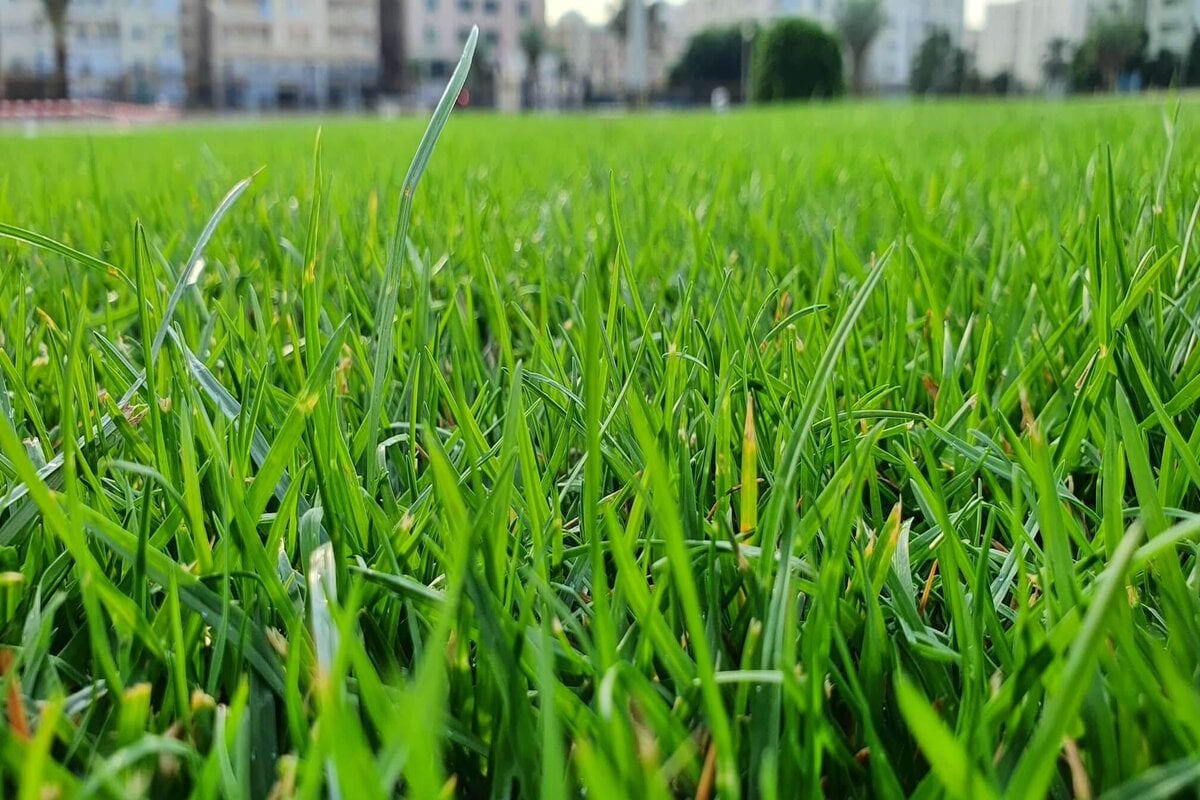 Closeup of Lawn grass