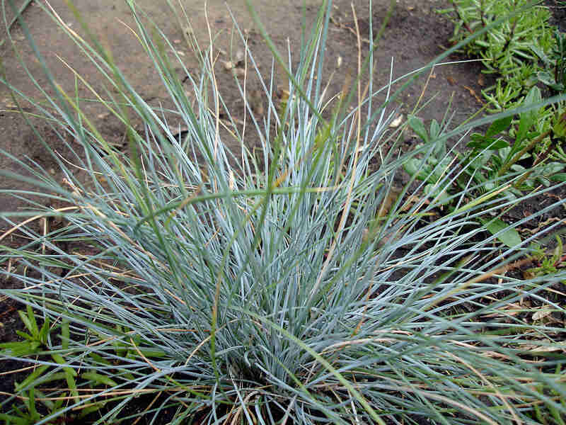 Closeup of Elijah Blue Fescue grass