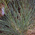 5 Drought-Resistant Grass Types in Santa Rosa, CA