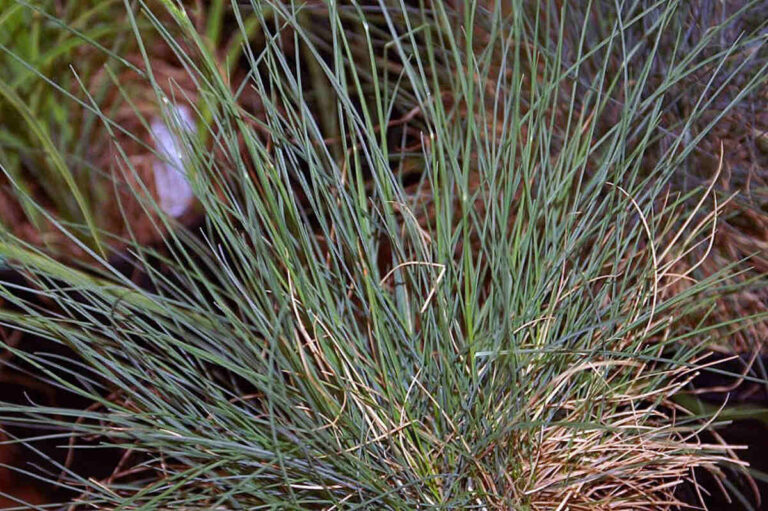 Closeup of Elijah Blue Fescue grass