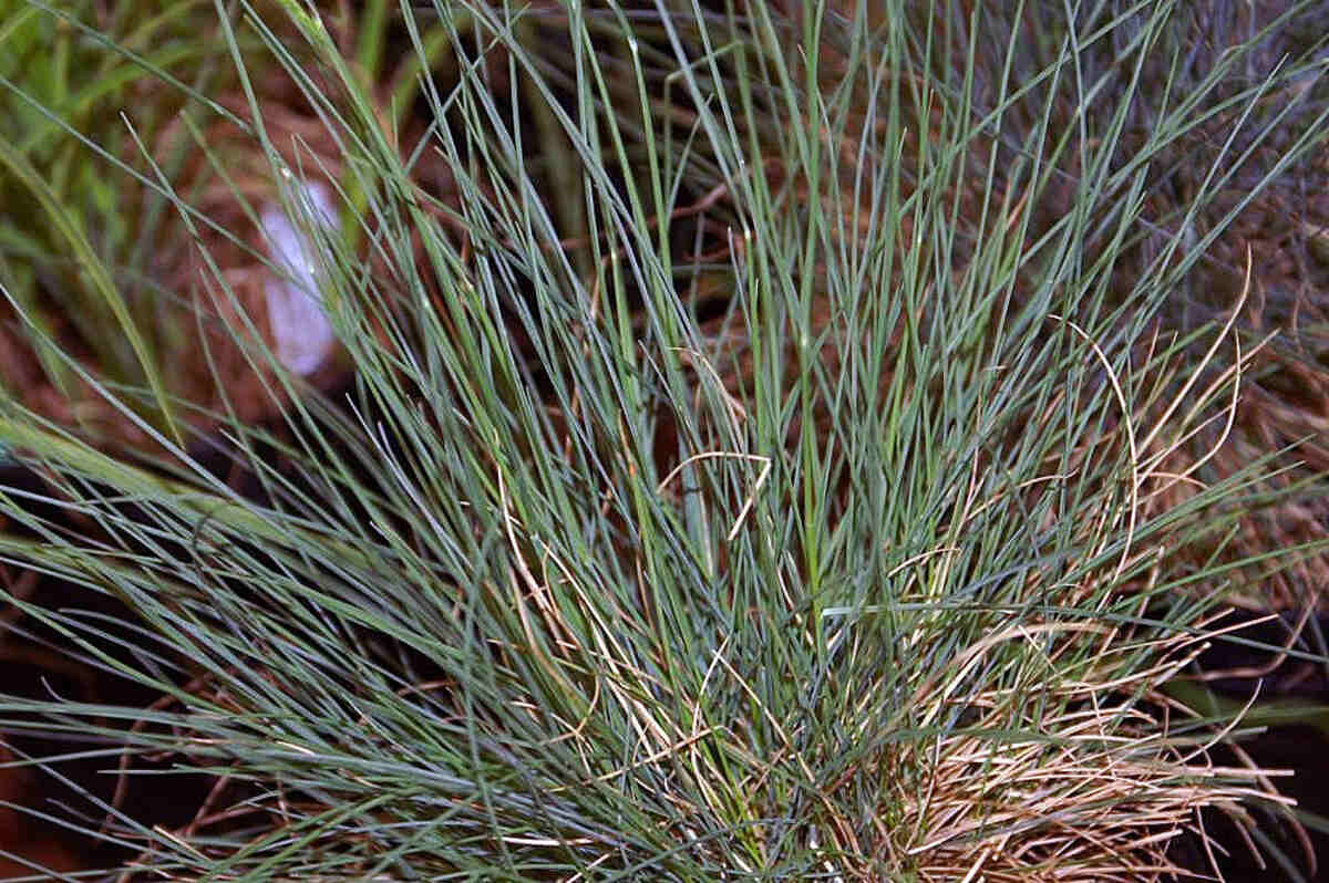 Closeup of Elijah Blue Fescue grass