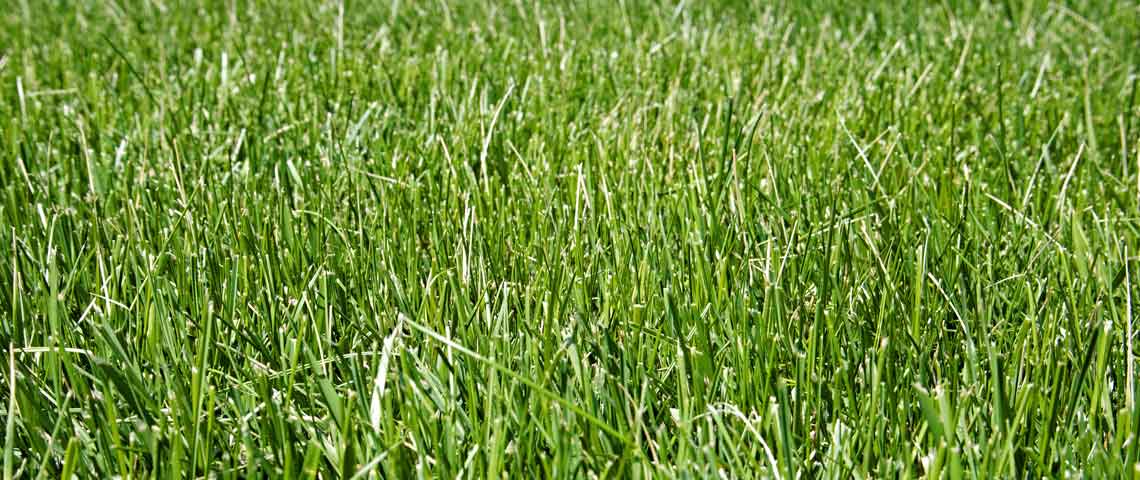 Fine fescue