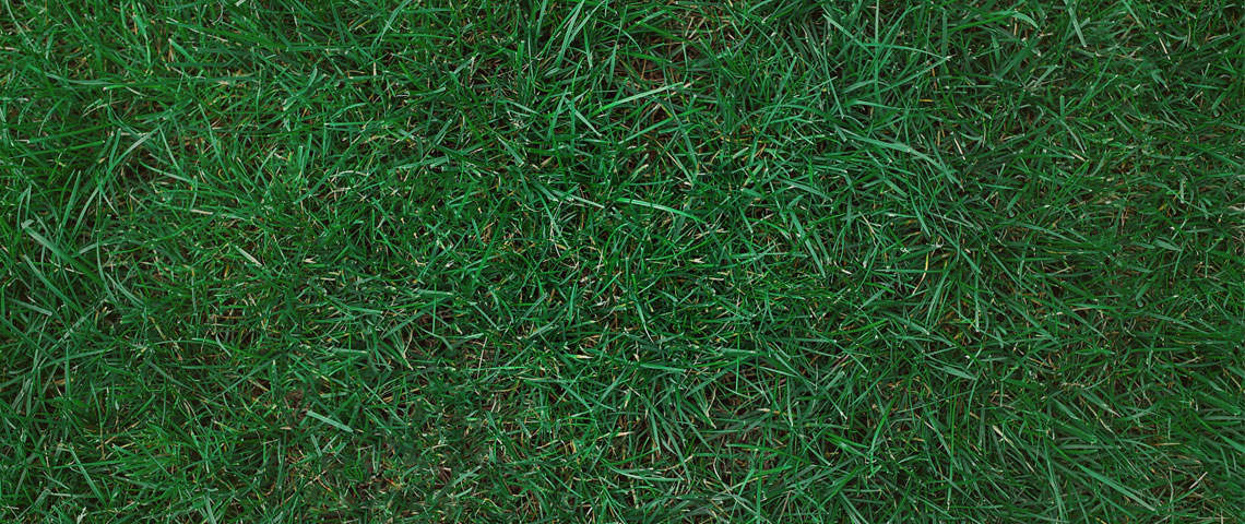 Kentucky Bluegrass