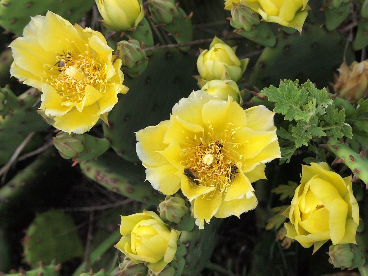 Opuntia compressa