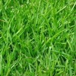 The Best Grass Types for Shady Areas in Lancaster, PA