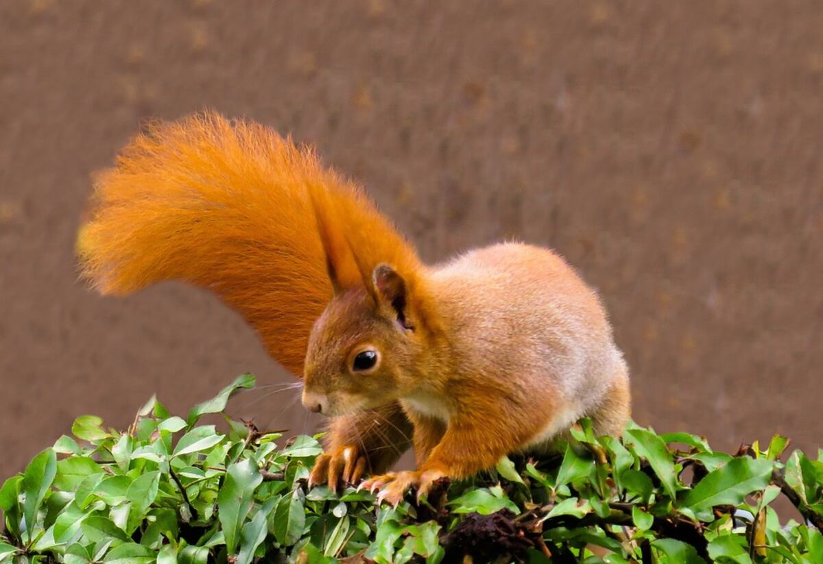 how to keep Lancaster squirrels from eating your plants