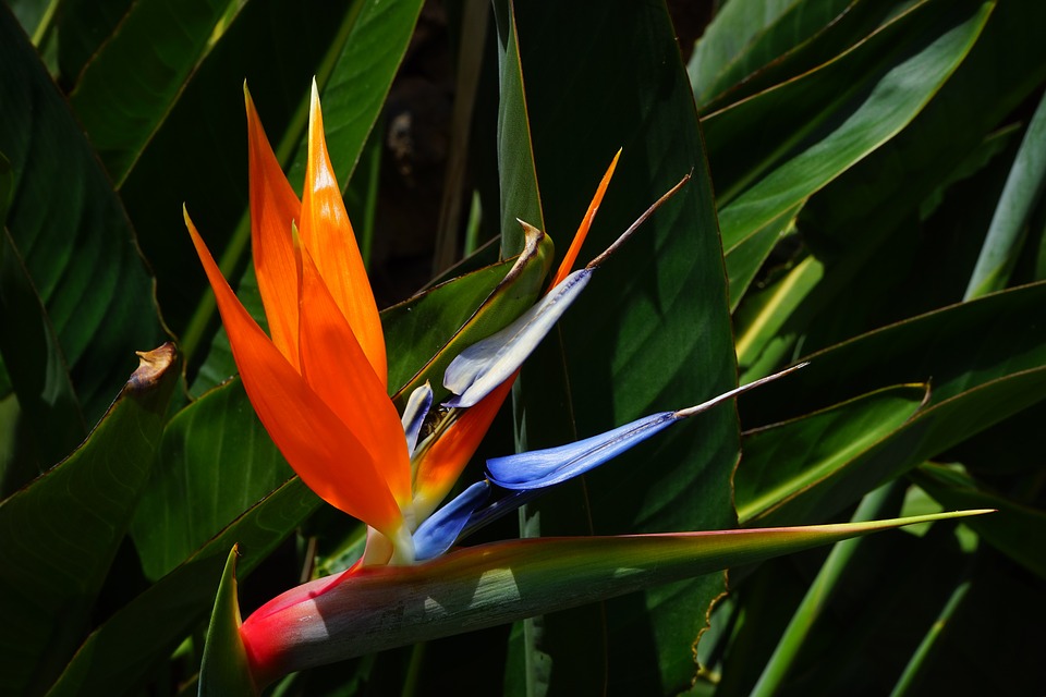 Red Bird of Paradise