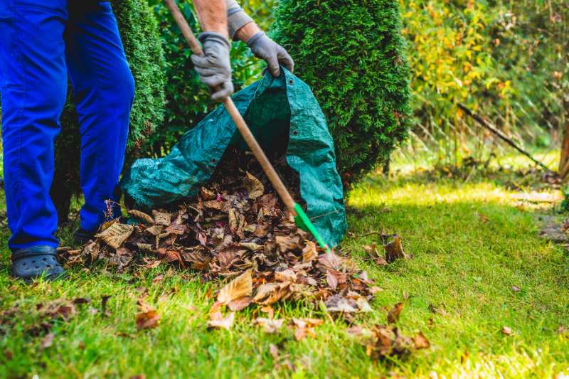 Person raking fallen autumn leaves into a green garden bag on a grassy lawn surrounded by bushes and trees during cleanup.