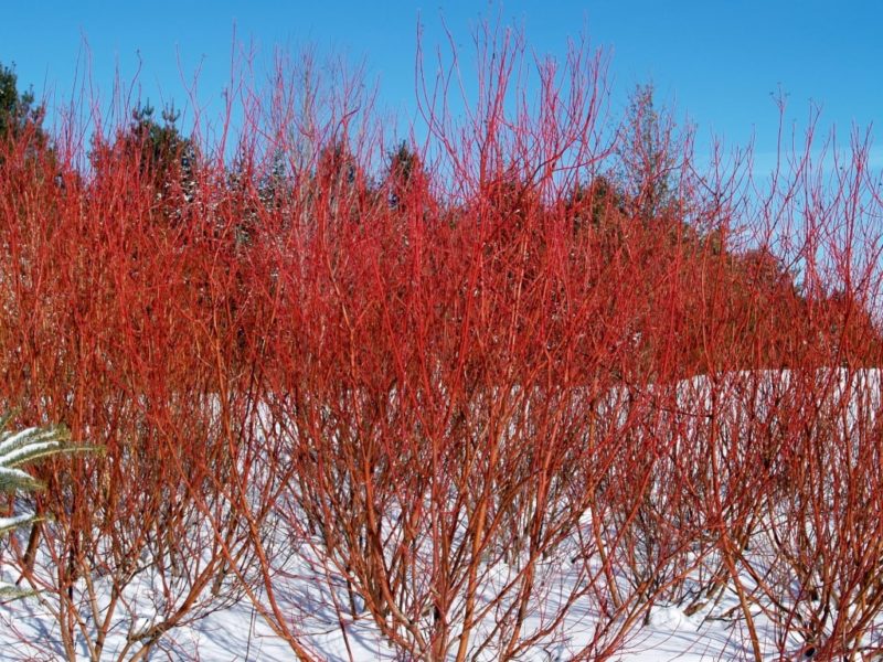 5 Native Plants That Will Withstand the Cold in Colorado Springs