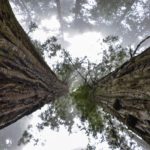 Reborn – redwoods cloned from giant stumps live again