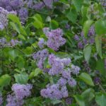 How to Prune Lilac Bushes Like a Pro
