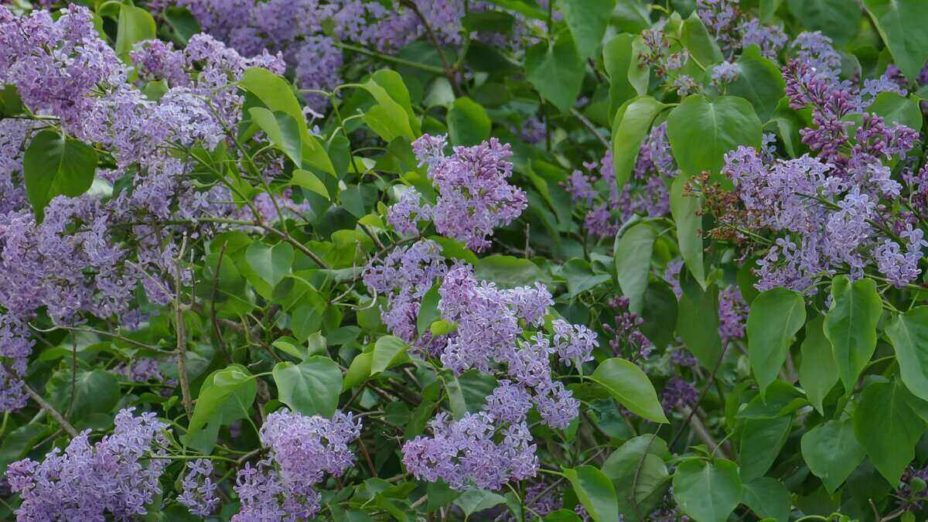 How to Prune Lilac Bushes Like a Pro
