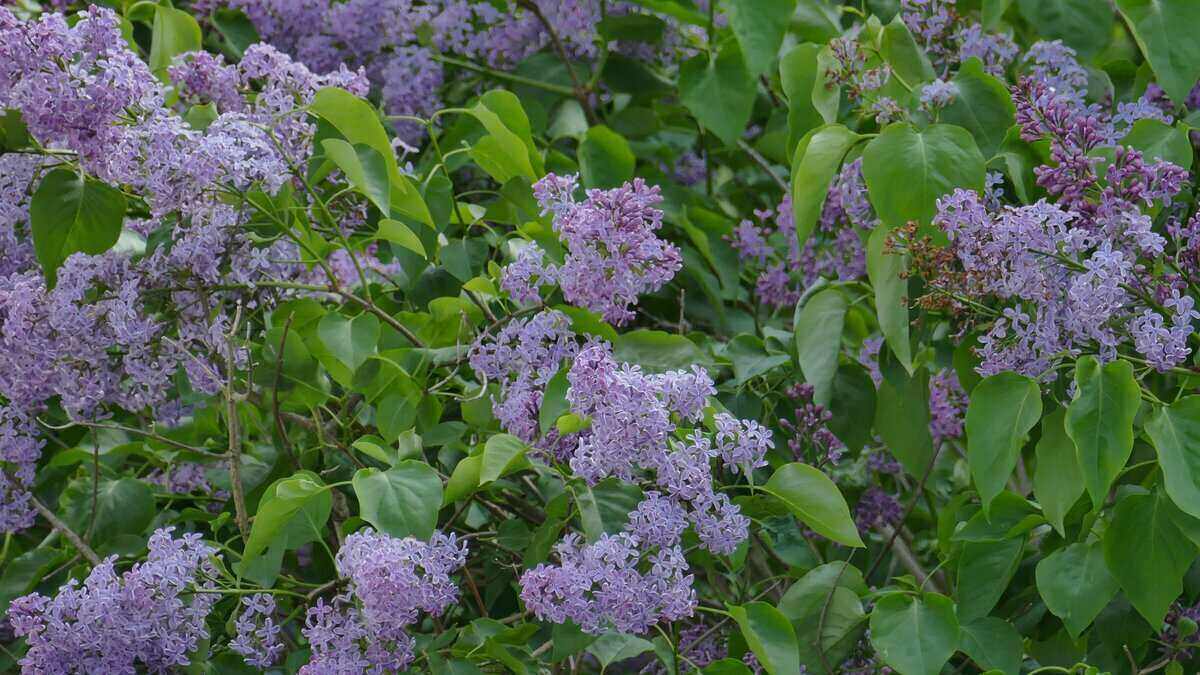 lilac bush pruning tips for lancaster