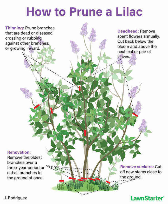 Image of Lilac bush pruned to remove dead or diseased branches