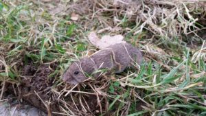 Voles can leave behind an unsightly mess