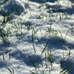 How to repair winter’s damage to your lawn