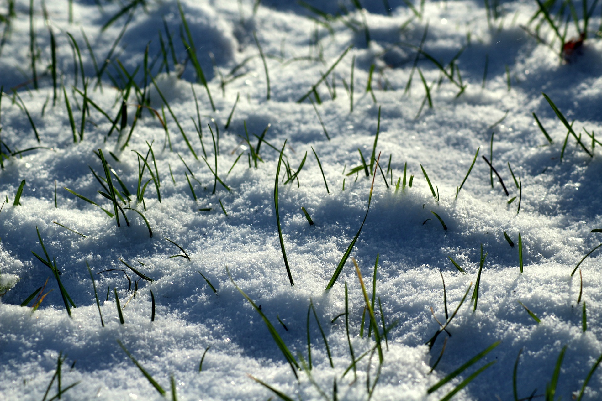 As winter turns to spring, it could reveal a damaged lawn that needs to be nursed back to health
