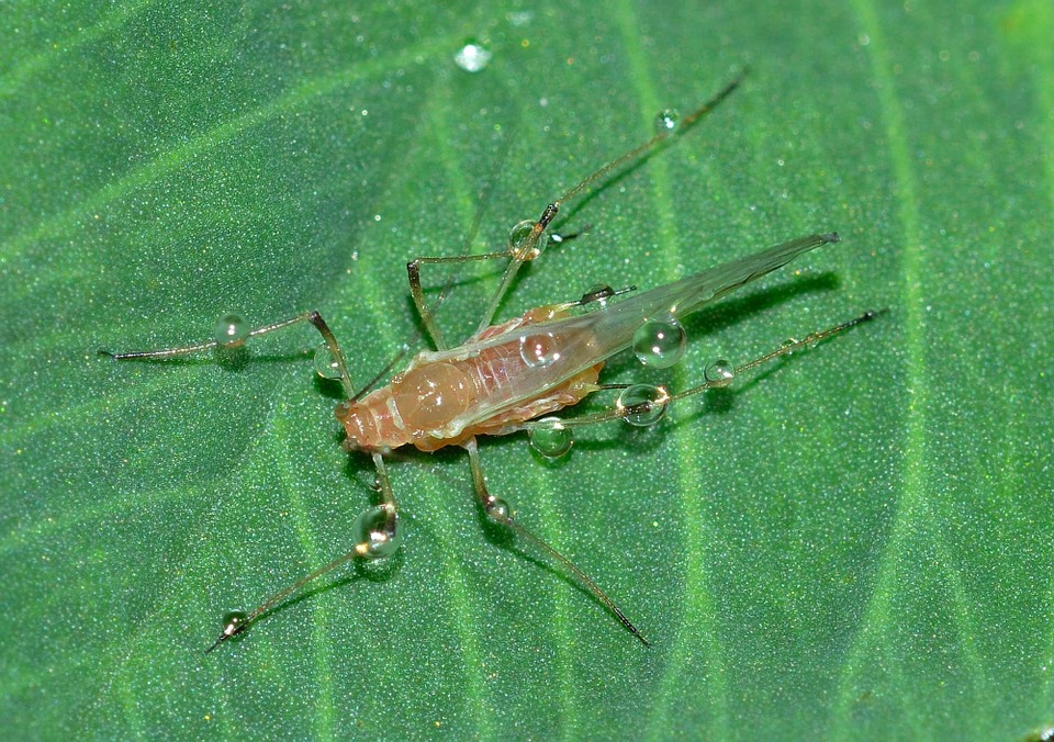 Aphid