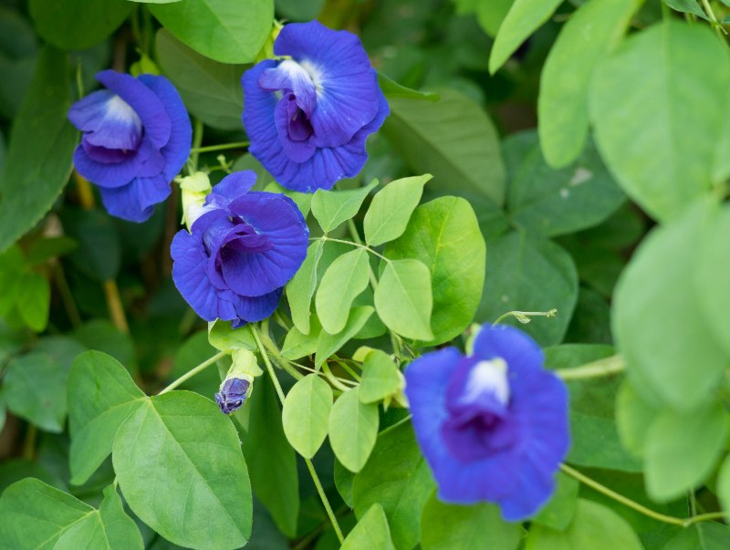 Closeup of butterfly pea vine showing three vivid blue blossoms and buds among lush green leaves in natural daylight outdoors.