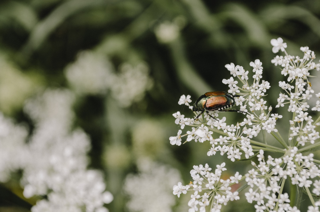 Pest on a plant