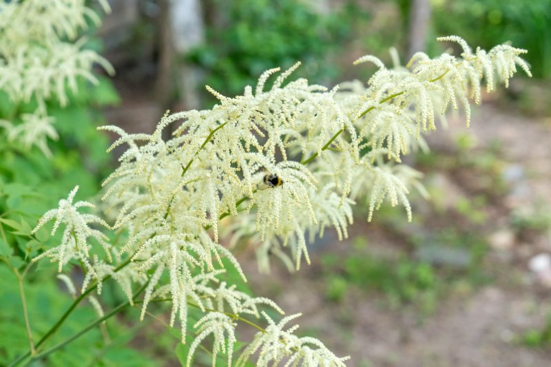 Creamy white goatbeard flower plumes arching over a garden path, delicate feathery spikes with soft background greenery and soil bokeh.