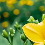 Native Flowers to Plant in Memphis