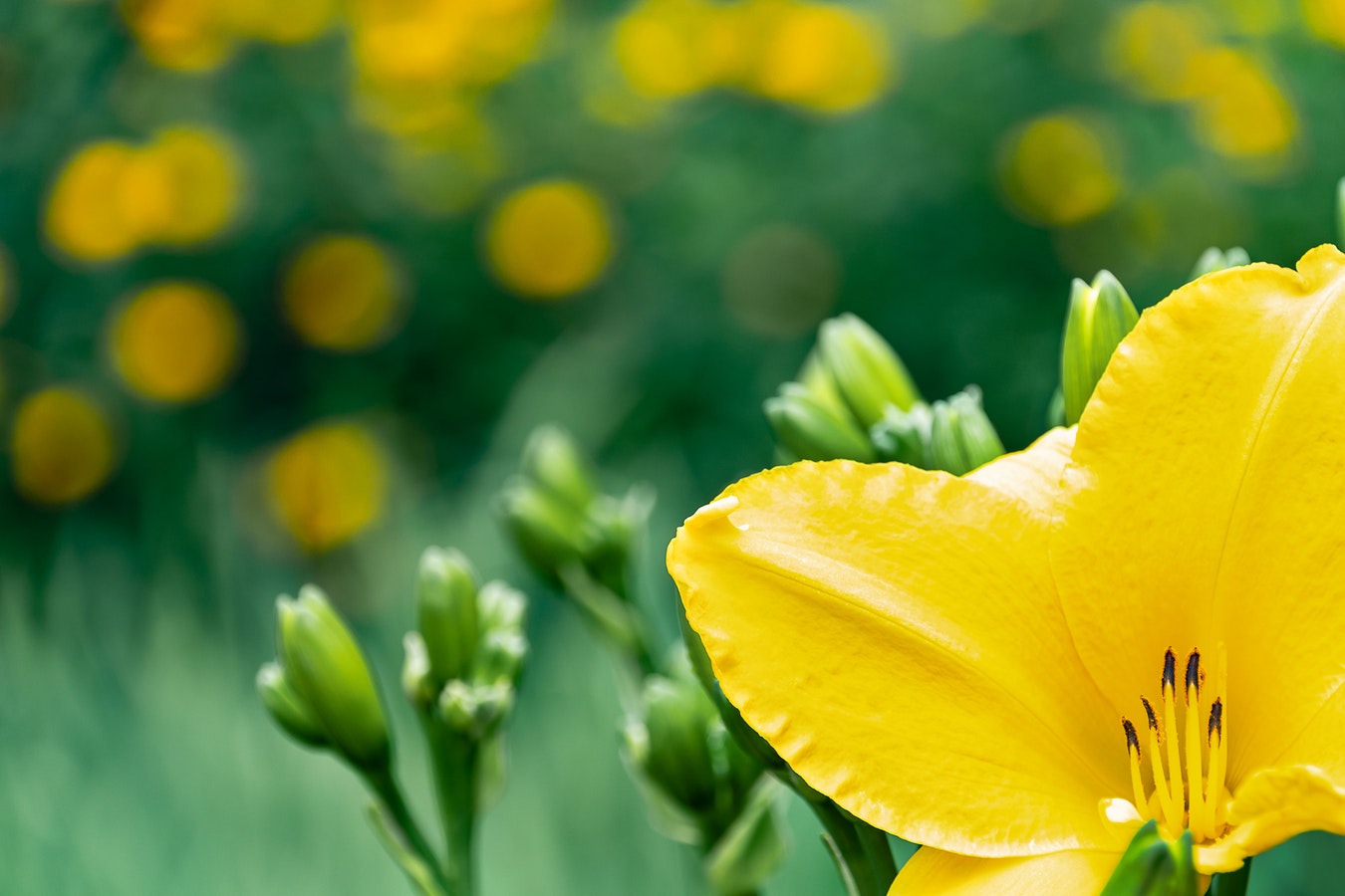 Native yellow pedal flower