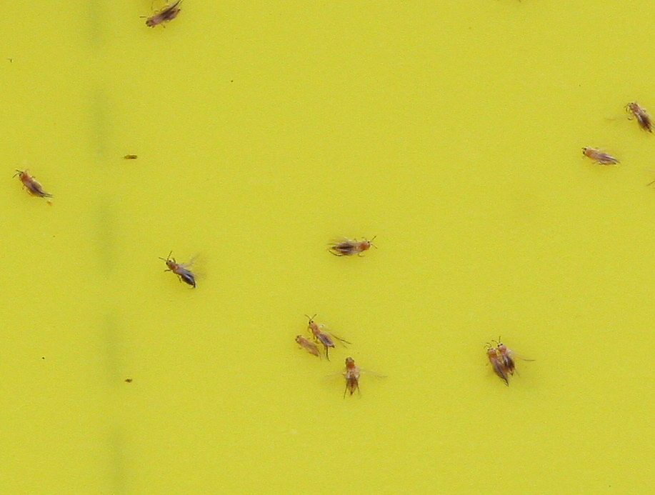 Thrips