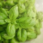 Plants That Repel Mosquitoes in Chicago