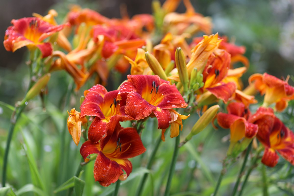 Cluster of red-orange daylilies with yellow throats, dotted with raindrops, blooming on green stems in softly blurred garden.