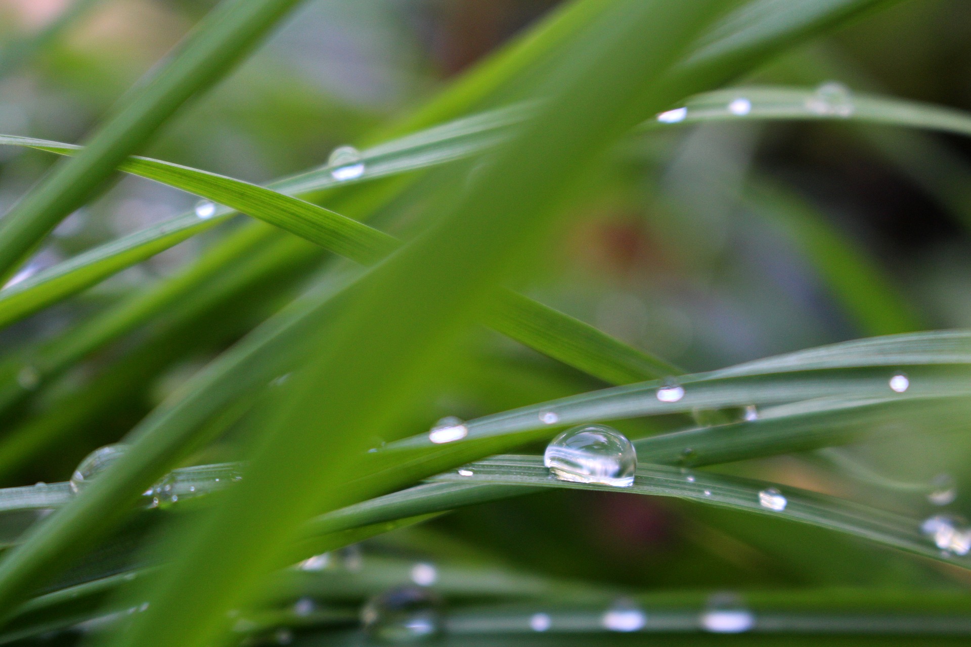 A Guide To Organic Lawn Fertilizer Lawnstarter