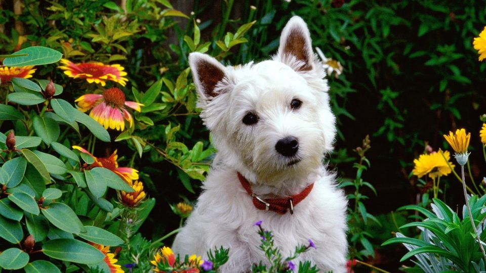 Dog and plants