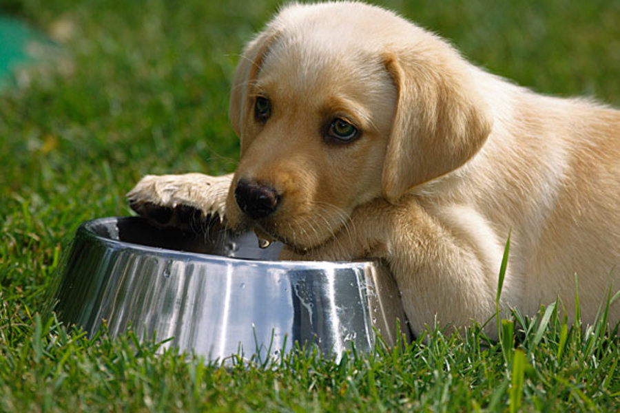 Dog drinking water