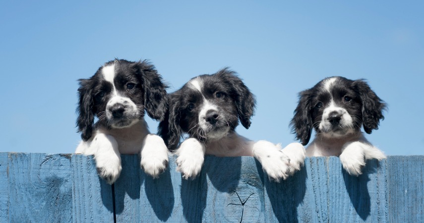 Three puppies on a blue fence
