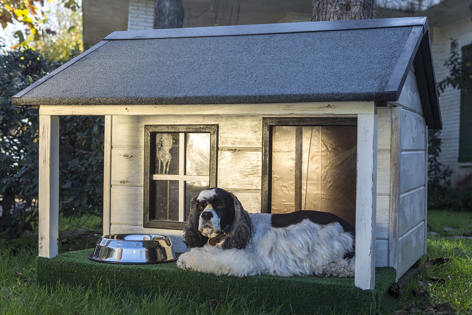 Dog house