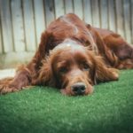 Creating A Dog-Friendly Yard in Chicago