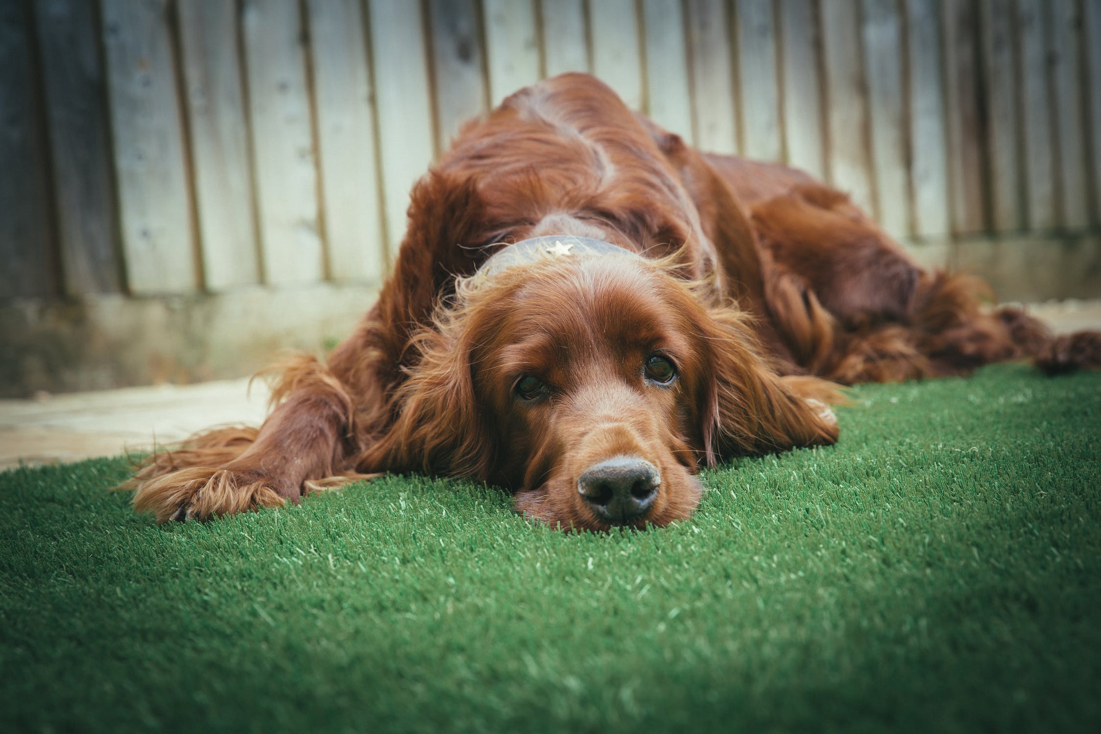 Dog on the grass