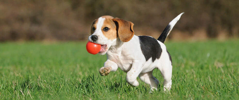 Dog running on grass with a red ball in the mouth