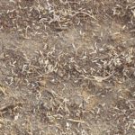 How to Plant Grass Seed in 6 Steps